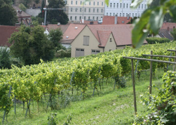 Erntezeit am Michaelsberg 17 michaelsberg stiftsgarten