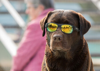 Änderung der Tierschutz-Hundeverordnung 17 hundebadetag bamberg