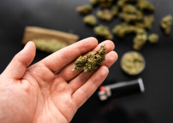 Polizei entdeckt 19 Cannabispflanzen auf Balkon in Bamberg 10 marihuana cannabis drogen