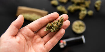 Polizei entdeckt 19 Cannabispflanzen auf Balkon in Bamberg 1 marihuana cannabis drogen
