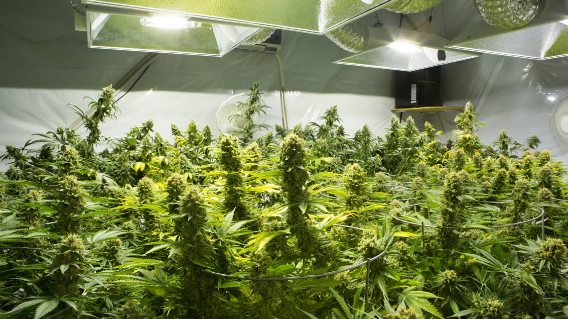 cannabis bamberg