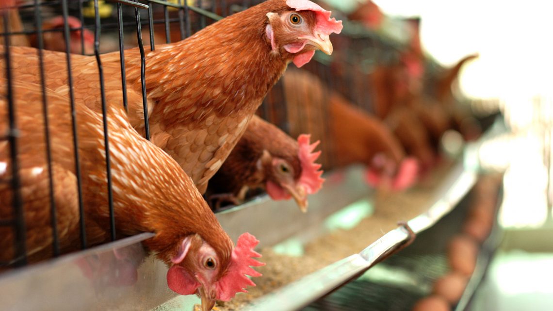 gefluegelpest bamberg