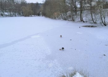 Trügerisches Bild: Der Sylvanersee in Gaustadt weist (Stand 11.02.) eine Eisstärke von nur 4 Zentimetern auf. Zu wenig, um ihn als Eislauffläche freigeben zu können! | Foto: BSB