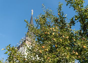 Erntezeit | Bürgerspitalstiftung Bamberg