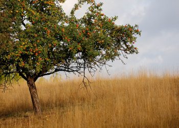 Streuobstwiese | Alexandra Klemisch / Landratsamt Bamberg