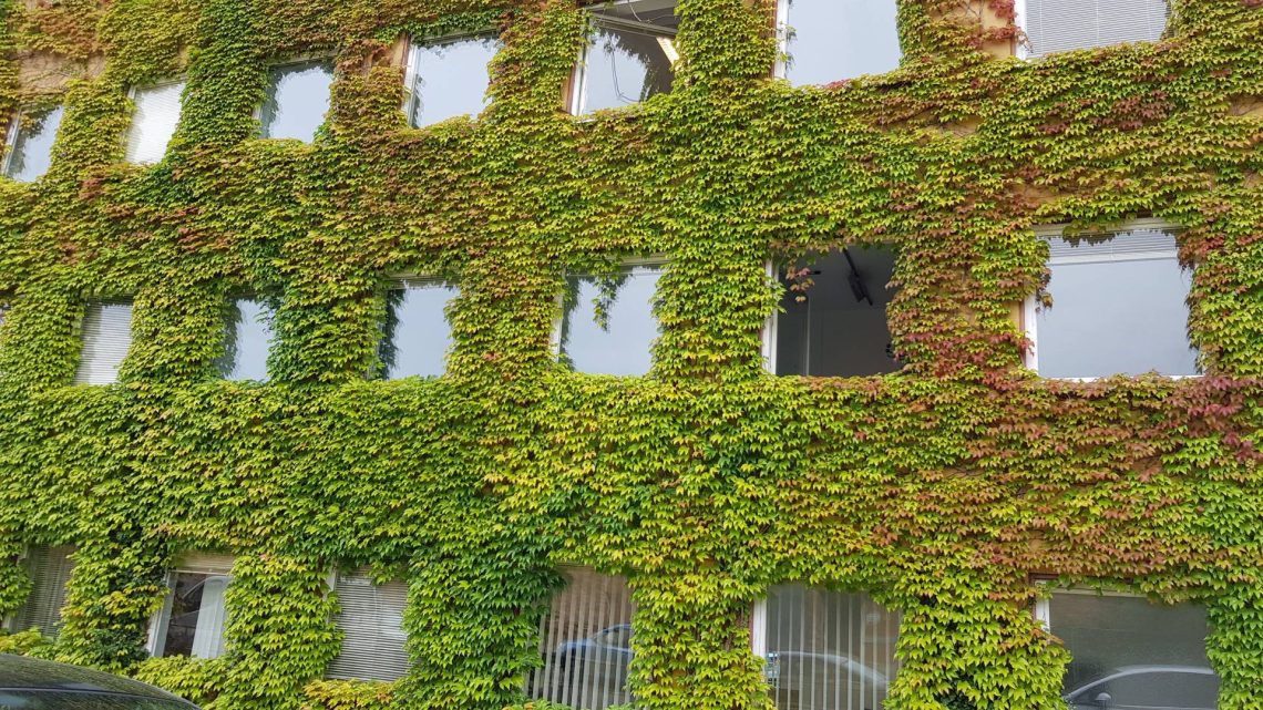 Ab dem 1. Oktober 2024 können Privatleute Förderanträge zur Dach-, Fassaden- und Zaunbegrünung einreichen. Im Bild: das begrünte Technische Rathaus, Quelle: Jürgen Gerdes