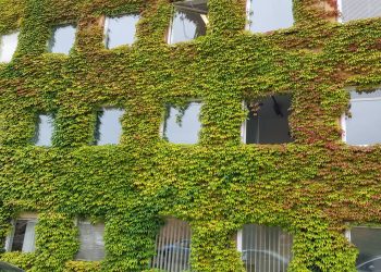 Ab dem 1. Oktober 2024 können Privatleute Förderanträge zur Dach-, Fassaden- und Zaunbegrünung einreichen. Im Bild: das begrünte Technische Rathaus, Quelle: Jürgen Gerdes