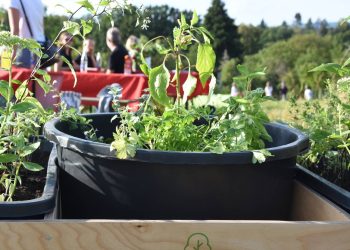 Viele Besucher kamen zum Nachbarschaftsfest am Sauersberg, um den neuen Standort der Wanderbaumallee Ecke Staffelbergweg und Viktor-von-Scheffel-Straße einzuweihen. Dabei bepflanzte die Nachbarschaft gemeinschaftlich auch ein Hochbeet, Quelle: Stadt Bamberg, Carola Streib/MitMachKlima