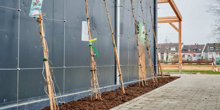 Am Jugendtreff Ost in Bamberg wurde ein
erheblicher Bedarf an Klimaanpassungsmaßnahmen festgestellt.
Bäume und Fassadenbegrünung sollen nun den Jugendtreff als
Aufenthaltsort für die Zukunft fit machen. Quelle: Stadt Bamberg, Sonja Seufferth