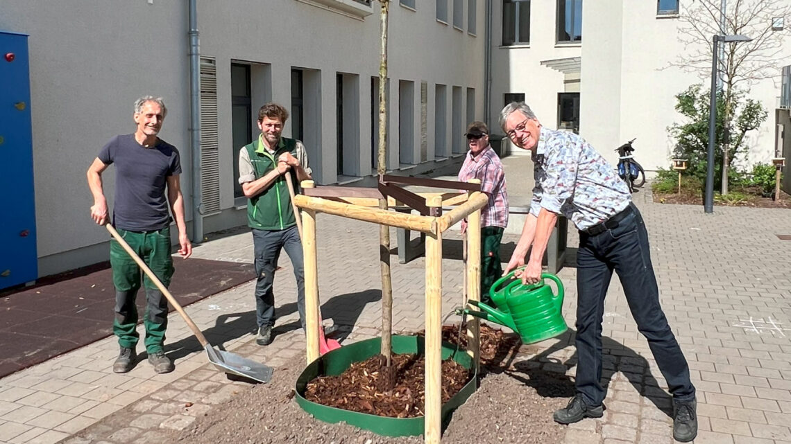 Technischer Werkleiter Thomas Beese (r.) und ein Baumpflege-
Team der Grünanlagen-Abteilung von Bamberg Service kümmern
sich um eine im Innenhof der Martinschule neu gepflanzte rund 5
Meter hohe Säuleneiche. Quelle: Stadt Bamberg, Baureferat