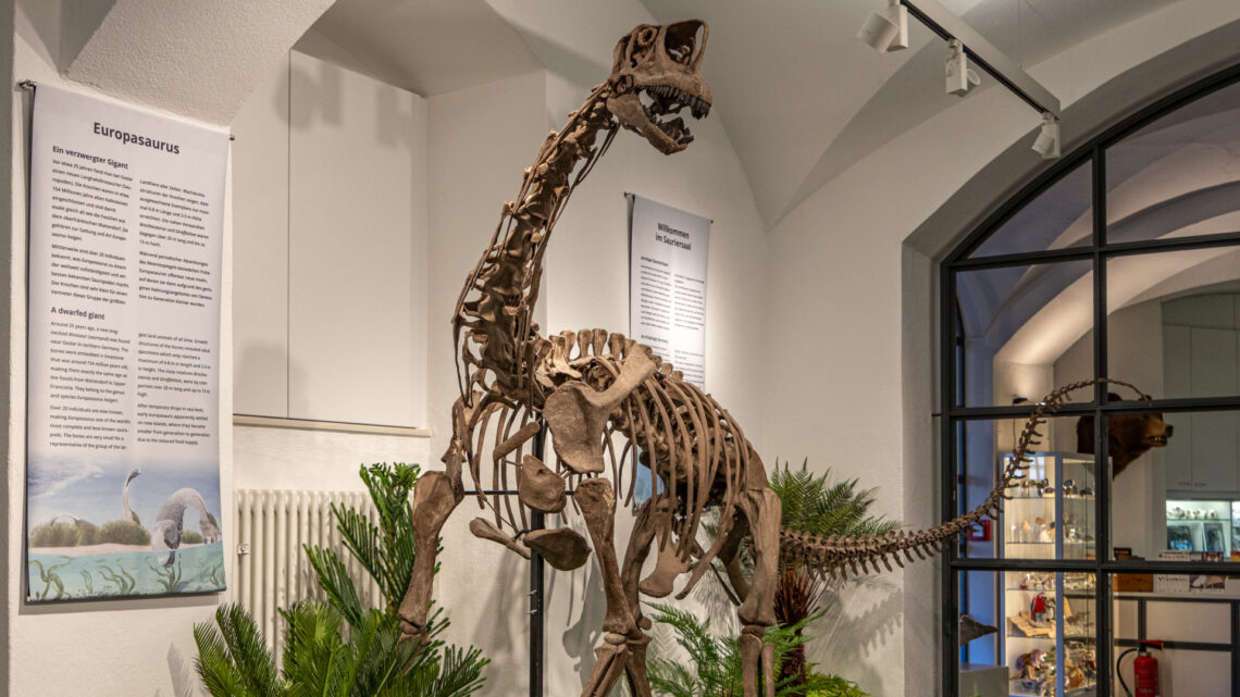 Der Europasaurus im Naturkundemuseum Bamberg. Quelle: Dr. Oliver Wings, Naturkundemuseum Bamberg