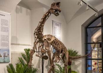 Der Europasaurus im Naturkundemuseum Bamberg. Quelle: Dr. Oliver Wings, Naturkundemuseum Bamberg