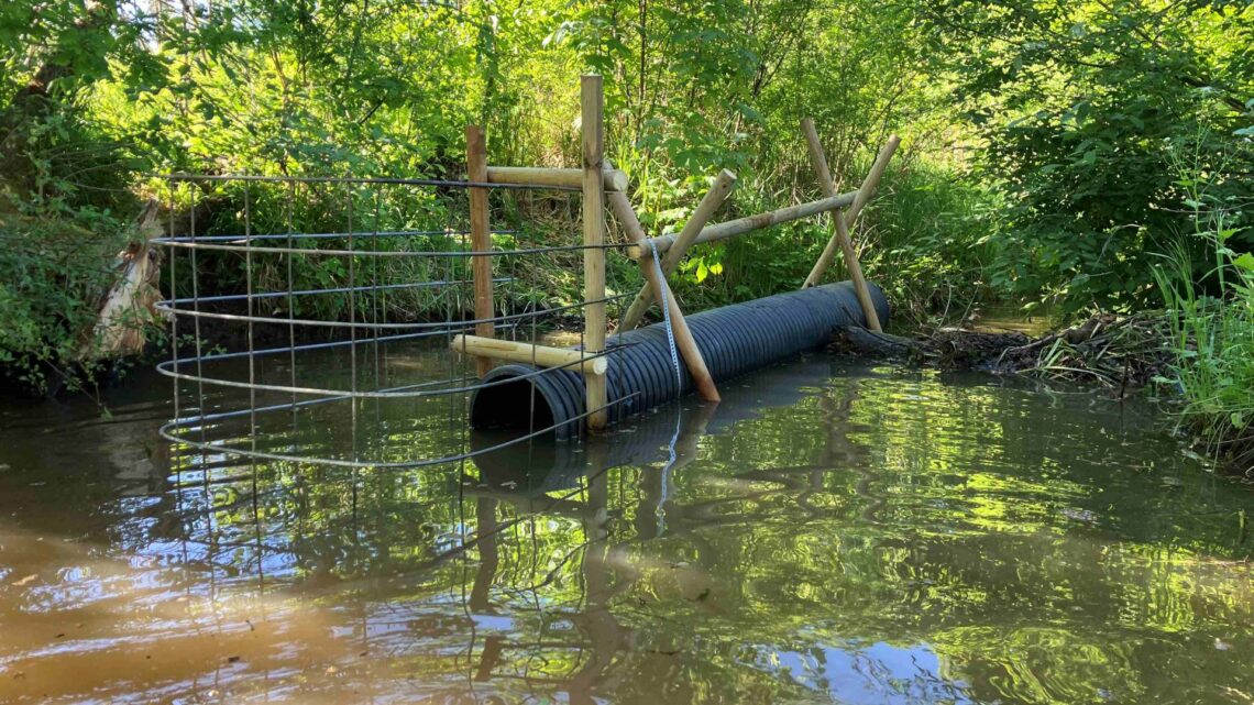 Die Biberdammdrainage ermöglicht eine gezielte Regulierung des
Wasserstands im Sendelbach
Quelle: Stadt Bamberg, Thomas Fischer
