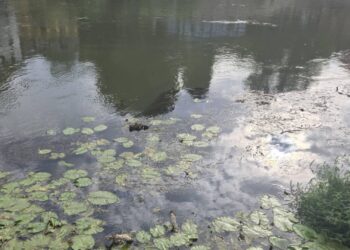 Einsatzbild zur Kleintierrettung am 25.06. Quelle: Feuerwehr Bamberg