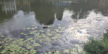 Einsatzbild zur Kleintierrettung am 25.06. Quelle: Feuerwehr Bamberg