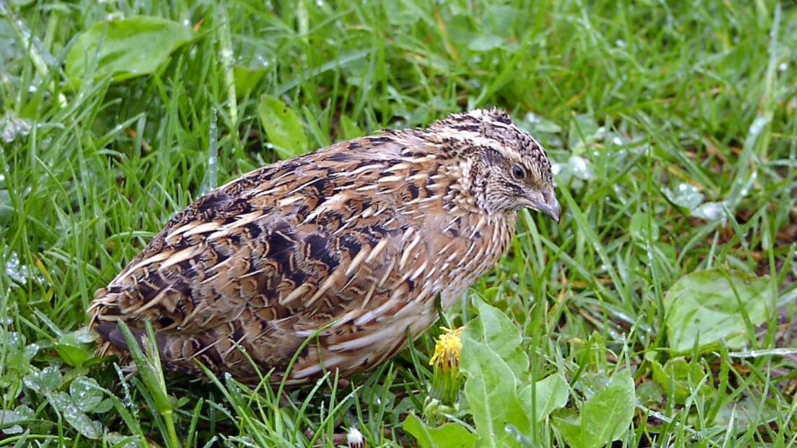 Die Wachtelgruppe Bamberg versucht mit
kontinuierlichen Auswilderungen die Population dieser bedrohten
Vogelart zu stabilisieren. Quelle: Dr. Jürgen Gerdes