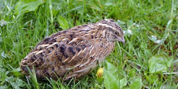 Die Wachtelgruppe Bamberg versucht mit
kontinuierlichen Auswilderungen die Population dieser bedrohten
Vogelart zu stabilisieren. Quelle: Dr. Jürgen Gerdes