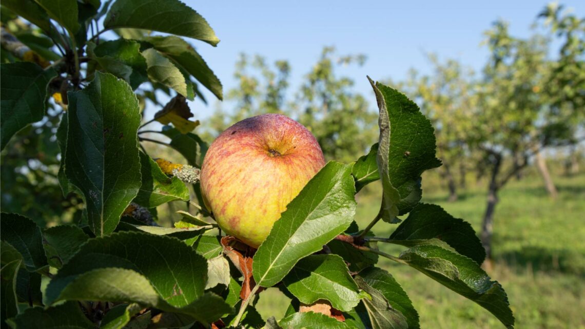 Streuobstapfel Quelle: Being Organic in EU