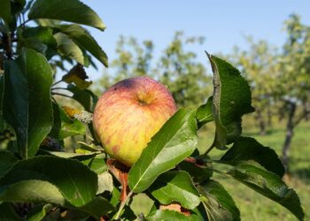 Streuobstapfel Quelle: Being Organic in EU