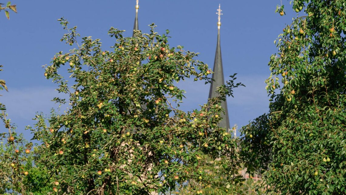In den Gärten am Michaelsberg startet in den
nächsten Wochen die Obsternte. Gebeten wird, die Früchte hängen zu
lassen und die Bäume nicht zu beschädigen. Quelle: Bamberger Stiftsgarten