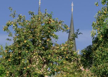 Erntezeit in den Michaelsberger Gärten in Bamberg 19 In den Gärten am Michaelsberg startet in den
nächsten Wochen die Obsternte. Gebeten wird, die Früchte hängen zu
lassen und die Bäume nicht zu beschädigen. Quelle: Bamberger Stiftsgarten