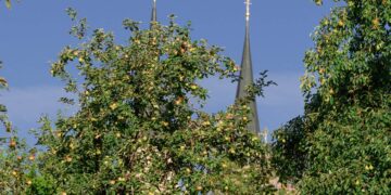 In den Gärten am Michaelsberg startet in den
nächsten Wochen die Obsternte. Gebeten wird, die Früchte hängen zu
lassen und die Bäume nicht zu beschädigen. Quelle: Bamberger Stiftsgarten