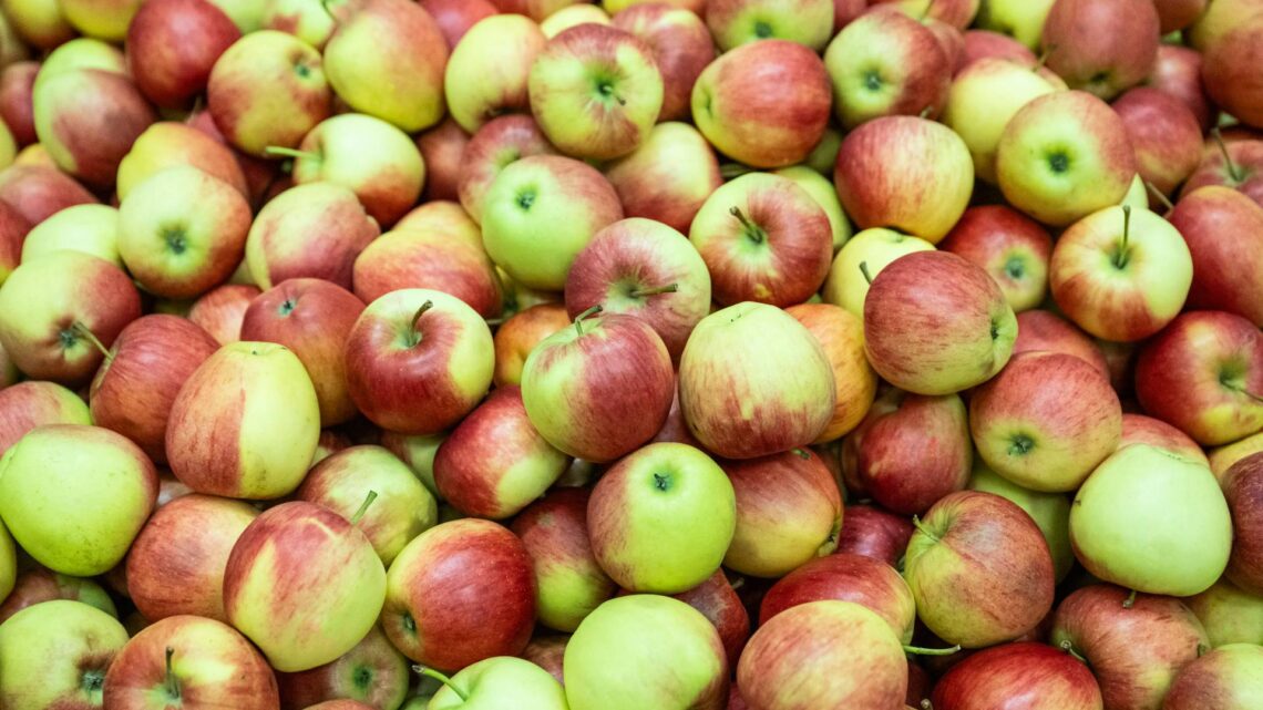 Geerntete Äpfel in Lagerkiste. Quelle: Being Organic in EU