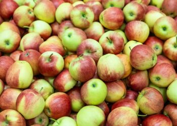 Geerntete Äpfel in Lagerkiste. Quelle: Being Organic in EU