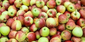 Geerntete Äpfel in Lagerkiste. Quelle: Being Organic in EU