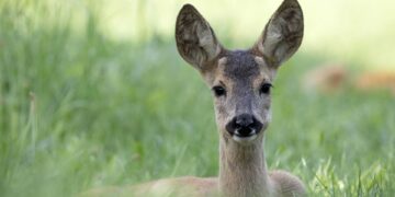 Rehe scharren sich ihre Liegeplätze von Laub frei. Quelle: Sonja Kreil
