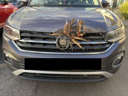 Fasanunfall bei Kemmern 11 Fasanunfall bei Kemmern 1