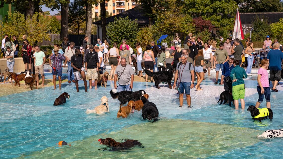Hundebadetag im Bamberger Stadionbad 10 Hundebadetag Bamberg. Quelle: