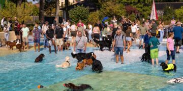 Hundebadetag Bamberg. Quelle: