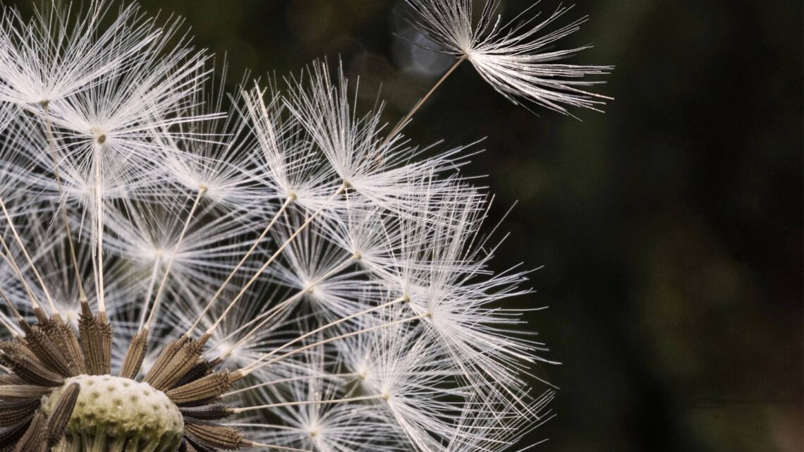 Pusteblume, Foto: Matthias Süßen (matthias-suessen.de), Lizenz: Lizenz CC BY-SA,
https://creativecommons.org/licenses/by-sa/4.0, Wikimedia Commons,
Original beschnitten und bearbeitet