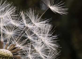 Pusteblume, Foto: Matthias Süßen (matthias-suessen.de), Lizenz: Lizenz CC BY-SA,
https://creativecommons.org/licenses/by-sa/4.0, Wikimedia Commons,
Original beschnitten und bearbeitet