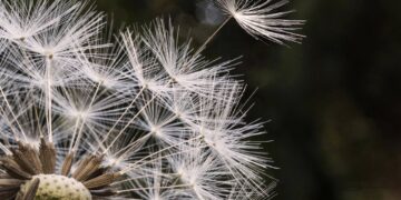 Winterausstellung im Historischen Museum Bamberg: 'Wünsch dir was – Make a Wish!' 12 Pusteblume, Foto: Matthias Süßen (matthias-suessen.de), Lizenz: Lizenz CC BY-SA,
https://creativecommons.org/licenses/by-sa/4.0, Wikimedia Commons,
Original beschnitten und bearbeitet