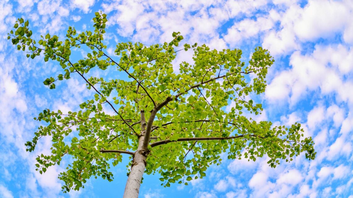 Bäume sind geschützt: Online-Baumfällantrag notwendig 10 Für die Fällung zum Beispiel dieser mongolischen
Linde ist ein Baumfällantrag notwendig, der nun auch online gestellt
werden kann. Quelle: Stadt Bamberg, Sonja Seufferth