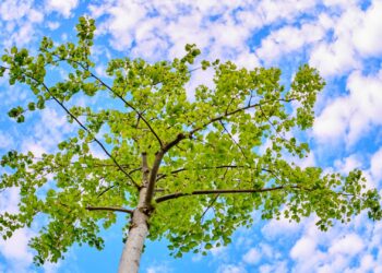 Bäume sind geschützt: Online-Baumfällantrag notwendig 12 Für die Fällung zum Beispiel dieser mongolischen
Linde ist ein Baumfällantrag notwendig, der nun auch online gestellt
werden kann. Quelle: Stadt Bamberg, Sonja Seufferth