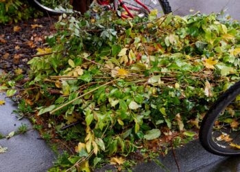 Bamberg: Ungebündeltes Grüngut wird nicht abgeholt 11 So klappt‘s auch mit der Abfuhr: Mit Juteschnüren gebündeltes und
auf etwa 1 Meter Länge zurechtgeschnittenes Grüngut. Quelle: Stadt Bamberg, Sonja Seufferth