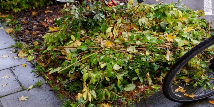 So klappt‘s auch mit der Abfuhr: Mit Juteschnüren gebündeltes und
auf etwa 1 Meter Länge zurechtgeschnittenes Grüngut. Quelle: Stadt Bamberg, Sonja Seufferth