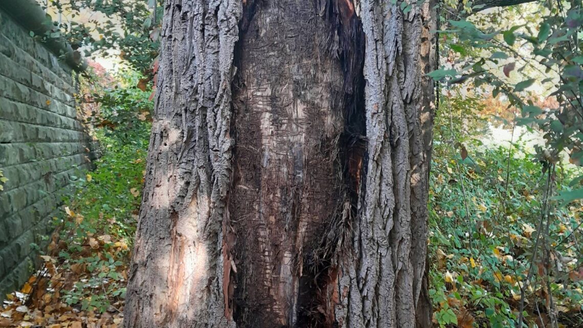 Bamberg: Geschädigte Pappel am Weegmannufer wird gefällt 10 Die Rinde der Pappel ist so stark abgelöst, dass die
Standsicherheit des Baumes nicht mehr gegeben ist. Quelle: Bamberg Service