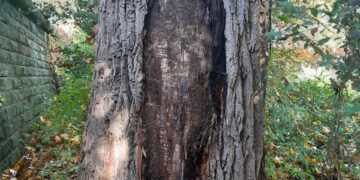 Bamberg: Geschädigte Pappel am Weegmannufer wird gefällt 13 Die Rinde der Pappel ist so stark abgelöst, dass die
Standsicherheit des Baumes nicht mehr gegeben ist. Quelle: Bamberg Service