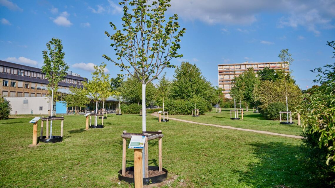 Bereits im Jahr 2023 wurde das Klima-Arboretum am Heidelsteig
angelegt. Quelle: Stadt Bamberg, Sonja Seufferth