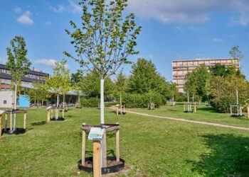 MitMachKlima zeigt deutliche Wirkung in Bamberg 15 Bereits im Jahr 2023 wurde das Klima-Arboretum am Heidelsteig
angelegt. Quelle: Stadt Bamberg, Sonja Seufferth