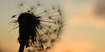 Fotos aus dem Umweltkalender 2026. Quelle: Stephanie Pröpster