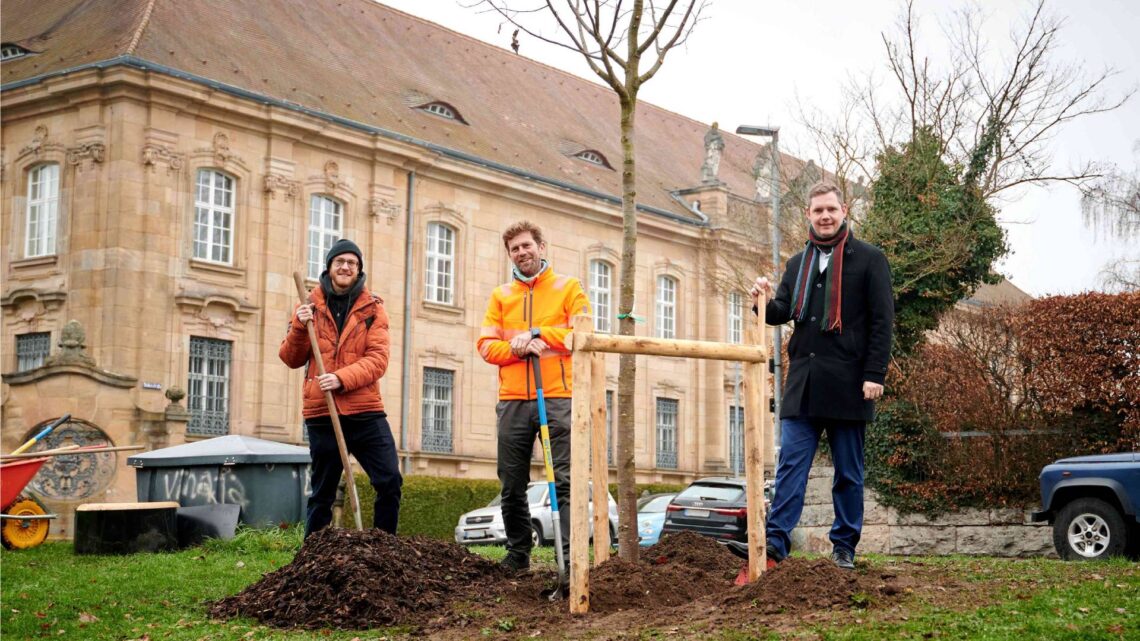 Dreißig neue Bäume für Bamberg 10 Christian Baumgärtner (MitMachKlima),
Michael Weber (Bamberg Service/Baumkontrolle), Bürgermeister
Jonas Glüsenkamp. Quelle: Stadt Bamberg, Sonja Seufferth