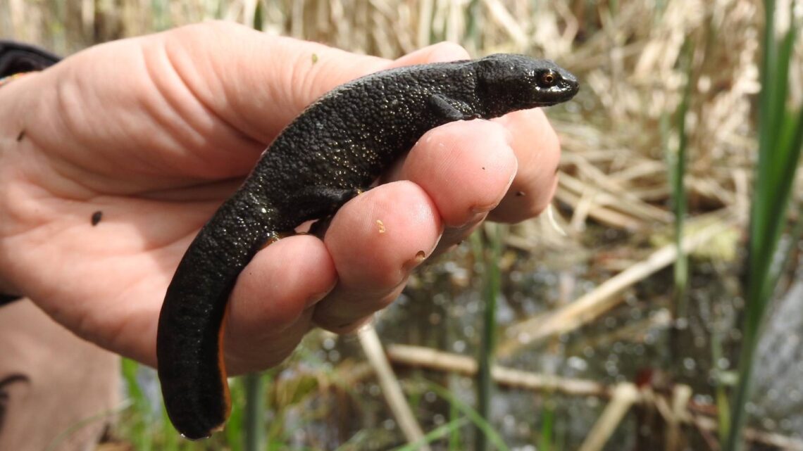 Seltene Arten im Bamberger Stadtgebiet entdeckt 10 Ein ins Netz gegangener Kammmolch. Aufgrund seines auffälligen,
gezackten Kamms ist er auch unter dem Namen 'Wasserdrache'
bekannt. Quelle: Jürgen Thein