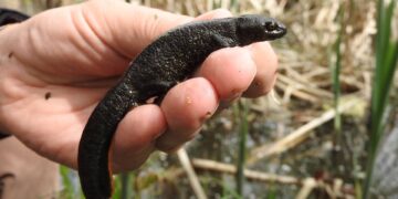 Seltene Arten im Bamberger Stadtgebiet entdeckt 13 Ein ins Netz gegangener Kammmolch. Aufgrund seines auffälligen,
gezackten Kamms ist er auch unter dem Namen 'Wasserdrache'
bekannt. Quelle: Jürgen Thein