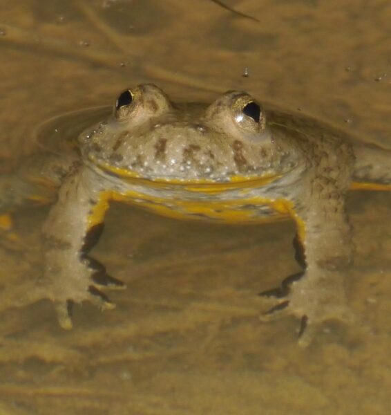 Seltene Arten im Bamberger Stadtgebiet entdeckt 11 Seltene Arten im Bamberger Stadtgebiet entdeckt 1