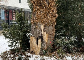 Sicherheit für den Spielplatz im Bamberger Harmoniegarten 18 Deutlich sichtbar sind die erheblichen Schädigungen
des Ahorns im Harmoniegarten. Quelle: Stadt Bamberg, Steffen Schützwohl
